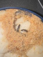 Reticulermes grassei termieten paartje, Spin of Schorpioen