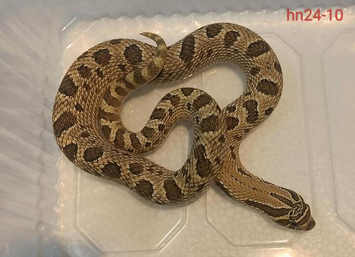 Haakneusslang - Heterodon nasicus