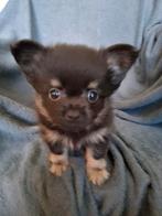 5 Chihuahuapups, geb. 10-07-2025, 1 reu en 4 teefjes, Dieren en Toebehoren, Honden | Chihuahua's en Gezelschapshonden, CDV (hondenziekte)