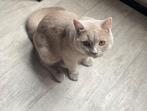 Britsekorthaar ervaren dekkater lilac  NU €160, Dieren en Toebehoren, Katten en Kittens | Dekkaters, 0 tot 2 jaar