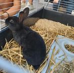 Rex dwerg konijntje, Dieren en Toebehoren, Konijnen, Vrouwelijk, Dwerg, 0 tot 2 jaar