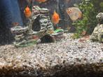 Jonge platy’s, Vis