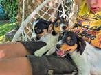 JACKRUSSEL x BOERENFOX PUPS, Jack Russell Terriër, 8 tot 15 weken, Meerdere, Meerdere dieren
