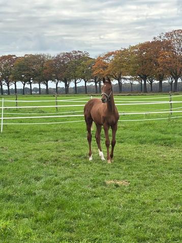 Te koop KWPN hengstveulen beschikbaar voor biedingen