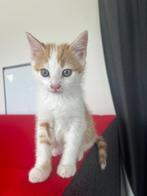 Lieve kittens, Dieren en Toebehoren, Katten en Kittens | Overige Katten, Meerdere dieren, Kortharig, 0 tot 2 jaar