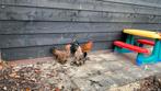 Sabelpootkriel haan met hen 3 jaar, Dieren en Toebehoren, Pluimvee, Meerdere dieren, Kip