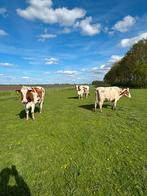 Te koop zware drachtige mry koeien, Dieren en Toebehoren, Runderen, Vrouwelijk