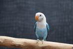 Agapornis | Fischeri |Lovebird, Dieren en Toebehoren, Meerdere dieren, Dwergpapegaai of Agapornis, Pratend