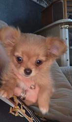 Nog 1 prachtige kleine pomchi reutje, Dieren en Toebehoren, Honden | Chihuahua's en Gezelschapshonden, Rabiës (hondsdolheid), Overige rassen