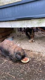 Konijn zoekt een nieuw huisje, Dieren en Toebehoren, Mannelijk, Middelgroot, Hangoor, 6 tot 8 jaar