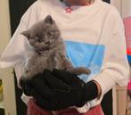 Britse korthaar kitten, Dieren en Toebehoren, Katten en Kittens | Raskatten | Korthaar, Poes, Ontwormd, 0 tot 2 jaar
