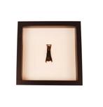 Opgezette Vleermuis in Lijst, Ophalen of Verzenden, Nieuw, Wild dier, Opgezet dier