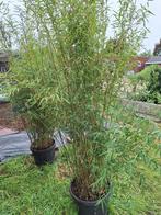 bamboeplanten - fargesia juizhaigu, Tuin en Terras, Volle zon, Vaste plant, Bloeit niet, Ophalen