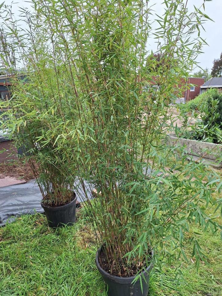 bamboeplanten - fargesia juizhaigu, Tuin en Terras, Planten | Tuinplanten, Vaste plant, Overige soorten, Volle zon, Bloeit niet