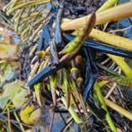 2 x grote waterlelie te koop., Ophalen