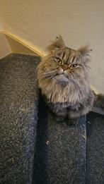 Twee Perzische Katers, Dieren en Toebehoren, Katten en Kittens | Raskatten | Langhaar, Kater, Gechipt, 3 tot 5 jaar