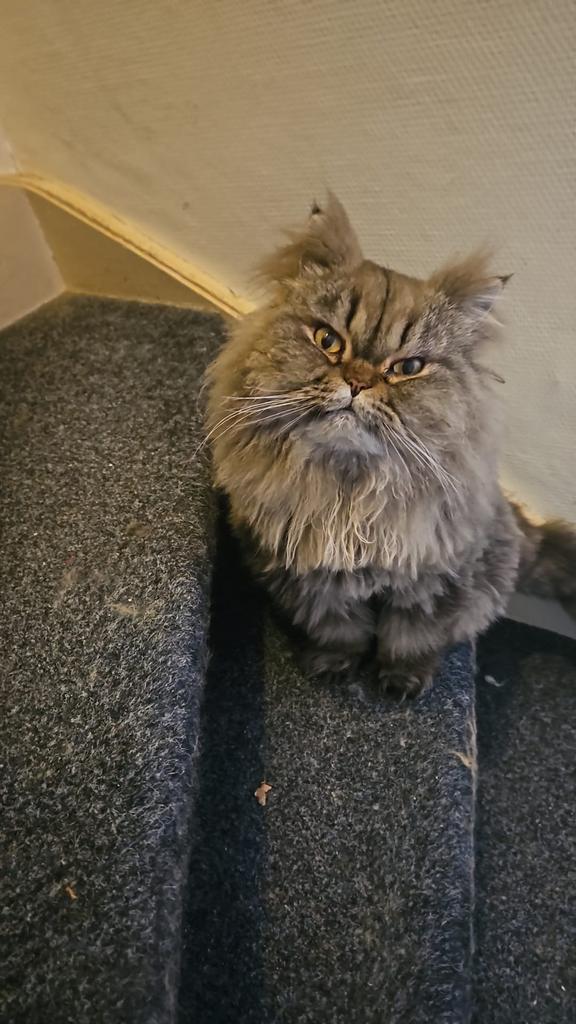 Twee Perzische Katers, Dieren en Toebehoren, Katten en Kittens | Raskatten | Langhaar, Kater, 3 tot 5 jaar, Gechipt, Ontwormd