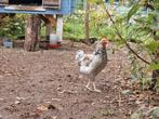 Te koop 2 haantjes, Dieren en Toebehoren, Pluimvee, Mannelijk, Kip
