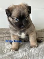 Super leuke boomer kruising pups, Dieren en Toebehoren, Overige rassen, CDV (hondenziekte), 8 tot 15 weken, Meerdere