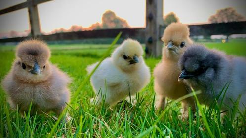 Zijdehoender USA kuikens verschillende kleuren, 12 juni, Dieren en Toebehoren, Pluimvee, Kip, Vrouwelijk