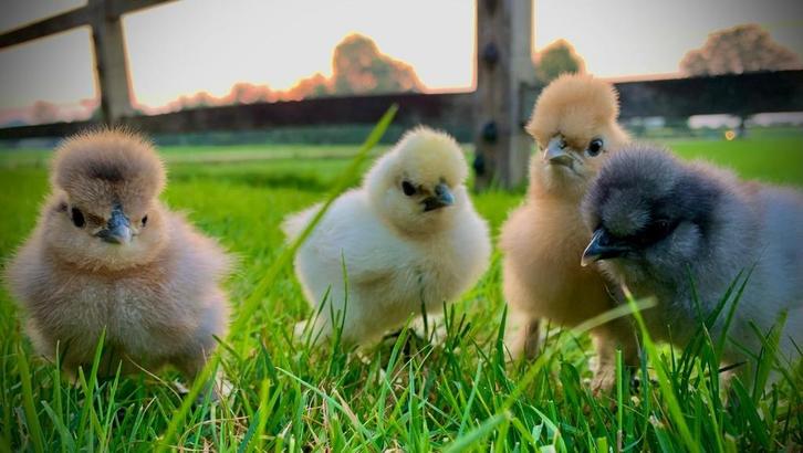 Zijdehoender USA kuikens verschillende kleuren, 12 juni, Dieren en Toebehoren, Pluimvee, Kip, Vrouwelijk