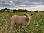 Charollais ooi lammeren 50%, Vrouwelijk, Schaap, 0 tot 2 jaar