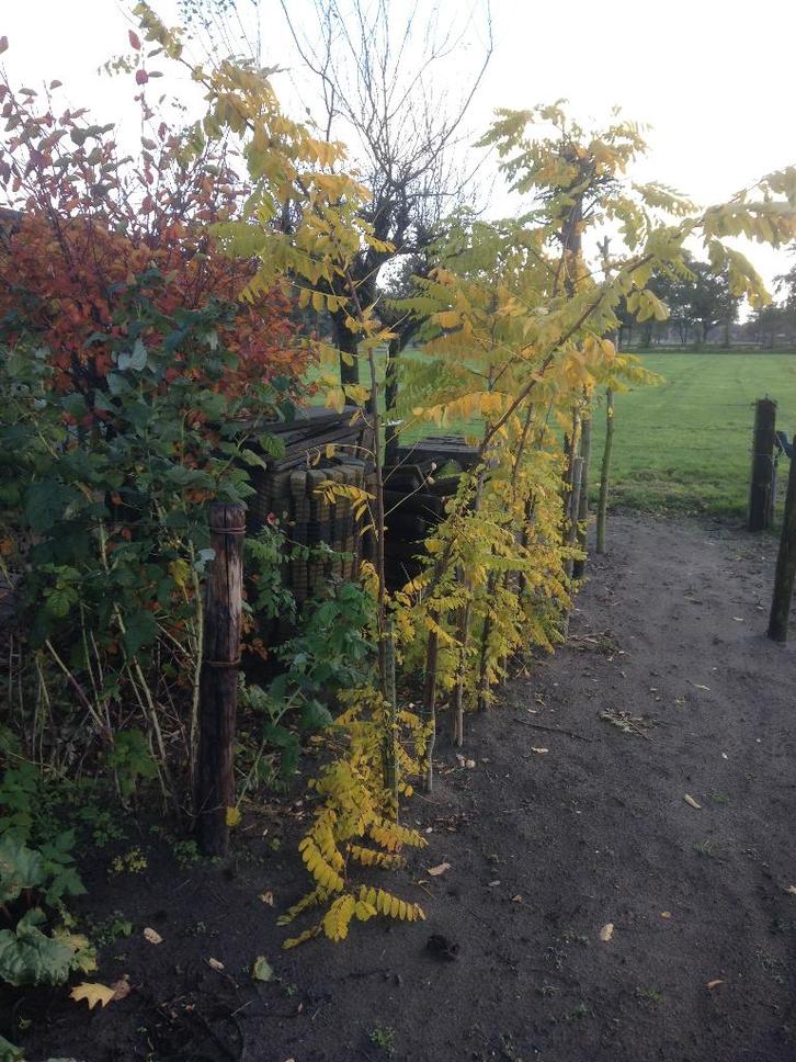 Acacia Yellow en Green, Tuin en Terras, Planten | Bomen, Bolboom, 100 tot 250 cm, Volle zon, Bloeit niet, Ophalen