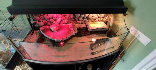 Mooi aquarium met vier muskus schildpadden, Dieren en Toebehoren, Reptielen en Amfibieën, Schildpad, 3 tot 6 jaar, Met terrarium