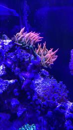 Bubbletip anemoon, Overige typen, Zoutwatervis