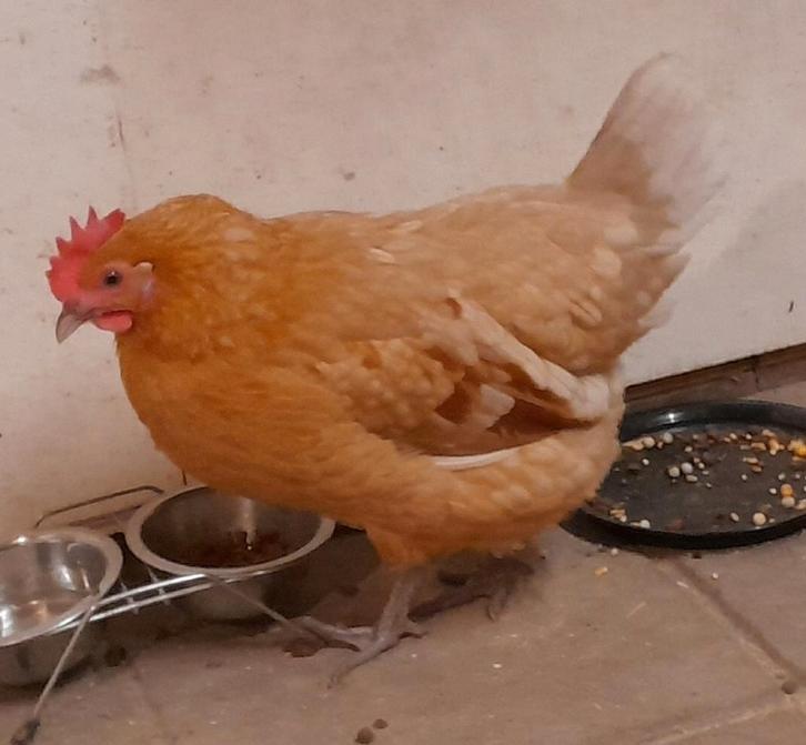 legkippen, Dieren en Toebehoren, Pluimvee, Kip, Vrouwelijk