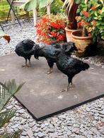 Gratis af te halen jong koppel sumatra hoenders., Dieren en Toebehoren, Pluimvee, Meerdere dieren, Kip