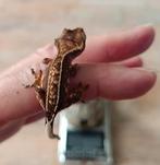Wimpergekko baby, Hagedis, 0 tot 2 jaar