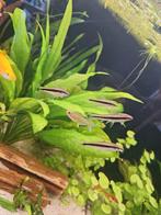 Siamese Algeneter 5 stuks., Vis, Zoetwatervis, Schoolvis
