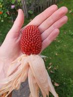 Zaden van aardbei maïs , biologisch , pofmais ,siermaïs, Tuin en Terras, Bloembollen en Zaden, Ophalen of Verzenden, Volle zon