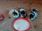 Kittens, Dieren en Toebehoren, Ophalen, Verzorging
