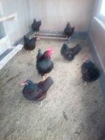 Te koop Broedeieren van barnevelder kriel goud dubbel gezoom, Dieren en Toebehoren, Pluimvee, Geslacht onbekend, Kip