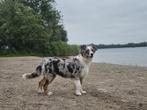 Australische herder pup, Dieren en Toebehoren, Honden | Herdershonden en Veedrijvers, Rabiës (hondsdolheid), 15 weken tot 1 jaar