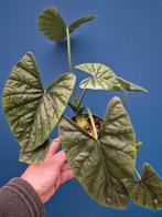 Alocasia Lukiwan p14 (3), Ophalen of Verzenden, Halfschaduw, Minder dan 100 cm