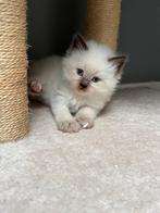 Katten, Dieren en Toebehoren, Katten en Kittens | Raskatten | Langhaar, Poes, Ontwormd, 0 tot 2 jaar