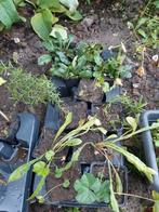 Biologische vaste tuinplanten, Ophalen, Overige soorten, Halfschaduw