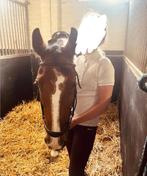 Verzorg paard/pony gezocht, Ophalen of Verzenden, Nieuw