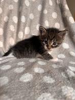 Kittens zie tekst, Dieren en Toebehoren, Kater, Ontwormd