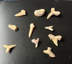 Bodemvonst.., 10 kleine haaientanden, Ophalen of Verzenden, Gebruikt, Overige soorten, Overige typen