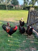 BARNEVELDERS dubbel gezoomd raszuiver, Dieren en Toebehoren, Pluimvee, Vrouwelijk, Kip