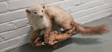 Geprepareerde Hermelijn op Houten Sokkel beschikbaar voor biedingen