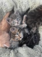 Kittens maine coon x?, Dieren en Toebehoren