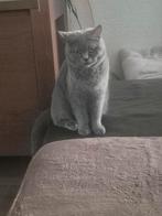 Britse kort haar poes, Dieren en Toebehoren, Katten en Kittens | Raskatten | Korthaar, Poes