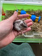 Dwerg hamster, Dieren en Toebehoren, Overige Dieren, September, Geslacht onbekend