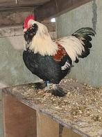 Faverolles / barnevelder, Mannelijk, Kip