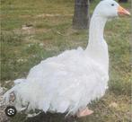 Sebastopol ganzen of broedeieren gezocht., Dieren en Toebehoren, Pluimvee, Gans of Zwaan